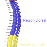 postura correcta de la columna vertebral